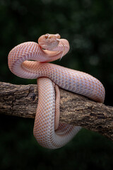 Fototapeta premium Mangrove Pit Viper (Trimeresurus purpureomaculatus).