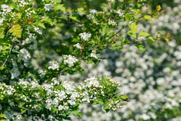 White hawthorn flowers in spring garden, close up, macro. Crataegus monogyna blossoms. Single-seeded hawthorn bloom