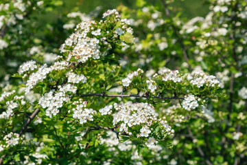 White hawthorn flowers in spring garden, close up, macro. Crataegus monogyna blossoms. Single-seeded hawthorn bloom