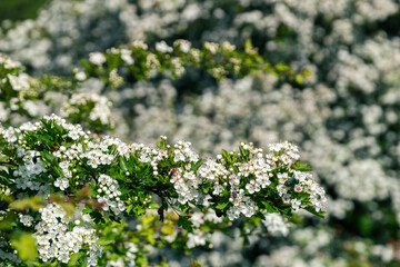 White hawthorn flowers in spring garden, close up, macro. Crataegus monogyna blossoms. Single-seeded hawthorn bloom
