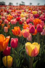 a field of pink and yellow tulips and other flowers