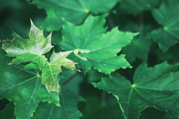 Spring nature background. Forest landscape. Green trees and grass on a spring morning.