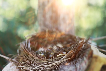 Bird nest with chicks in the wild. Starling eggs and chicks.