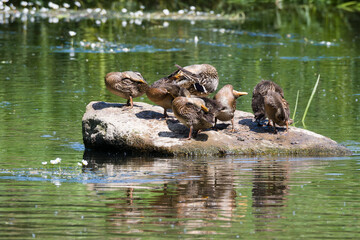 Stockenten Familie im Frühjahr in der Spree	