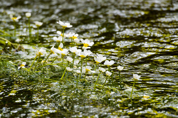 Gewöhnlicher Wasserhahnenfuss	