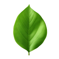 Obraz premium green leaf