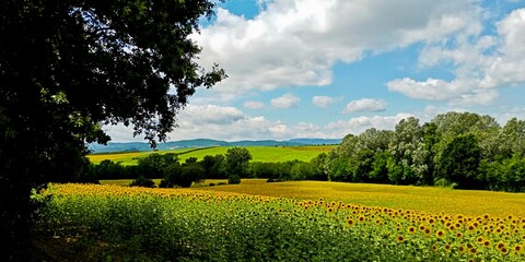 Campo di girasole nelle colline del Mugello. Toscana, Italia