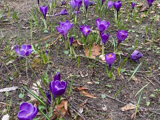 Crocus vernus Spring saffron or spring crocus growing in park
