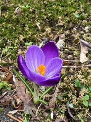 Crocus vernus Spring saffron or spring crocus growing in park