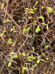 Forsythia has green bunches of flowers before opening in spring