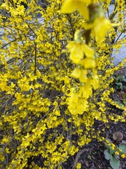 Forsythia Vahl Forsythia blooms yellow in spring