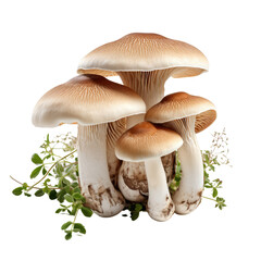 mushrooms on transparent background