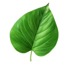 green leaf isolated on white