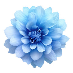 Blue flower transparent background