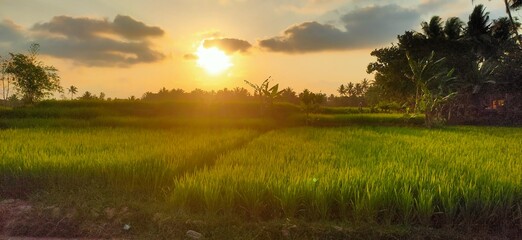 Fototapeta na wymiar Beatiful Sunset and Rice paddy Field Scenery 