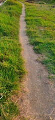 path in the grass