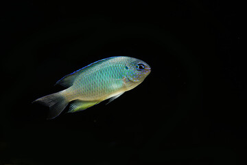 Naklejka premium Peacock or sapphire damsel (Pomacentrus pavo)