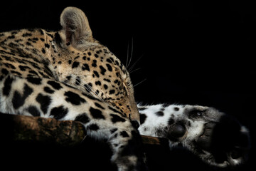 Léopard endormi