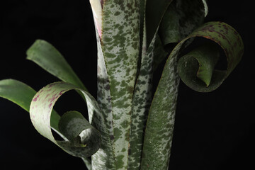 Beautiful bromeliad plant Quesnelia marmorata Tim plowman with curly leaf focus