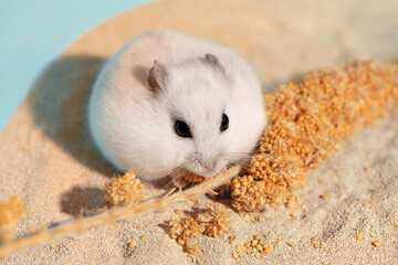 Hungry hamster eating seeds of spray millet on bathing sand. Happy rodent with full cheek pouches sitting next to treat