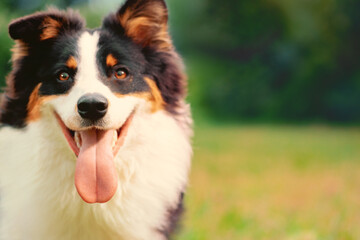 Happy Australian Shepherd with open mouth in outdoors. Close-up dog portrait on blurred background