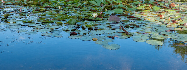 water lilies and aquatic plants in the pond
