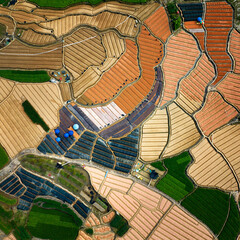 Colorful Tea Seedling Field