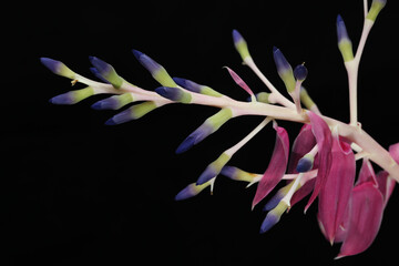 Beautiful bromeliad plant Quesnelia marmorata Tim plowman flower close up