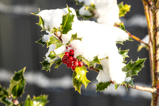 Schneebedeckter Ilexzweig mit roten Fr&uuml;chten