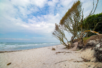 Darsser Weststrand, laut ARTE einer der schönsten Strände der Welt.