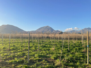 Picentine mountains panorama of a winter day with vineyard in the foreground