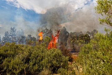 A wildfire raging across brush land near Worcester, Western Cape, South Africa.
