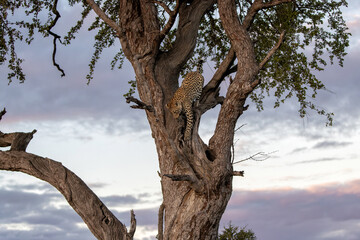 Leopard (Panthera Pardus) climbing in a tree in the late afternoon in Mashatu Game Reserve in the Tuli Block in Botswana