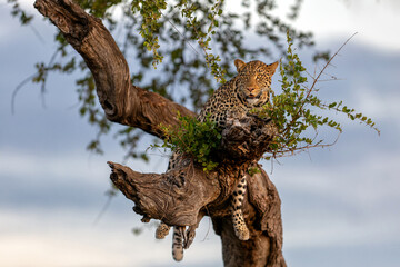 Leopard (Panthera Pardus) resting in a Mashatu tree in the late afternoon in Mashatu Game Reserve in the Tuli Block in Botswana
