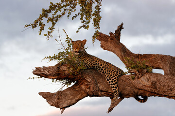 Leopard (Panthera Pardus) resting in a Mashatu tree in the late afternoon in Mashatu Game Reserve...
