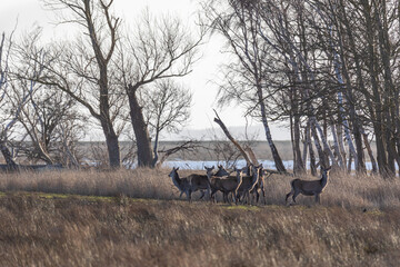Rudel Rotwild auf den Sundischen Wiesen bei Zingst an der Ostsee.
