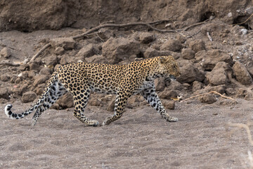 Leopard (Panthera Pardus) hunting. This leopard was hunting in a dry riverbed in shatuMa Game Reserve in the Tuli Block in Botswana