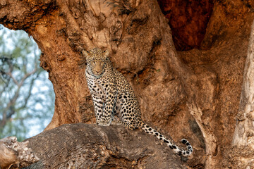 Leopard (Panthera Pardus) resting in a Mashatu tree in the late afternoon in Mashatu Game Reserve in the Tuli Block in Botswana