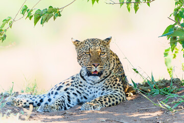Leopard (Panthera Pardus) resting in a dry riverbed in Mashatu Game Reserve in the Tuli Block in Botswana     