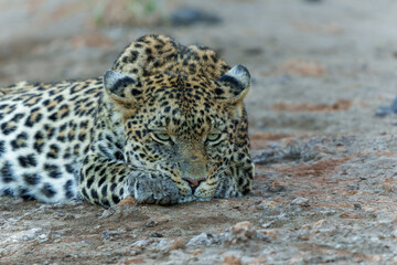 Leopard (Panthera Pardus) resting in a dry riverbed in Mashatu Game Reserve in the Tuli Block in Botswana     