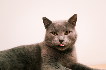 Gray British cat washes itself. The cat licks itself after eating. British Short hair cat grooms and licks her paw