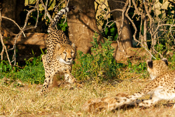 Cheetah (Acinonyx jubatus) sub adult walking, climbing and playing in the late afternoon in Mashatu Game Reserve in the Tuli Block in Botswana                                    