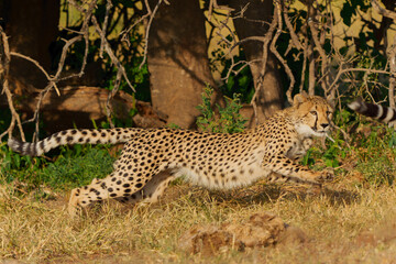 Cheetah (Acinonyx jubatus) sub adult walking, climbing and playing in the late afternoon in Mashatu Game Reserve in the Tuli Block in Botswana                                    