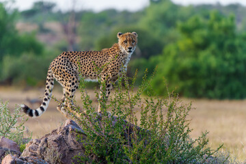 Cheetah (Acinonyx jubatus) sub adult walking, climbing and playing in the late afternoon in Mashatu Game Reserve in the Tuli Block in Botswana                                    
