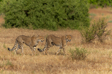 Cheetah (Acinonyx jubatus) sub adult walking, climbing and playing in the late afternoon in Mashatu Game Reserve in the Tuli Block in Botswana                                    