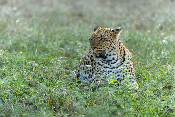 Leopard (Panthera Pardus) resting in a dry riverbed in Mashatu Game Reserve in the Tuli Block in Botswana     