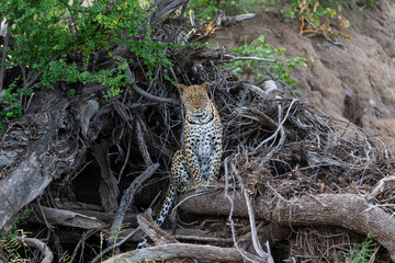 Leopard (Panthera Pardus) resting in a dry riverbed in Mashatu Game Reserve in the Tuli Block in Botswana     