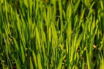 Fototapeta na wymiar green grass background, fresh grass, spring vibes, vegan