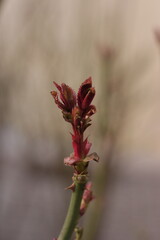 close up of a red leaf, rose leaf, young rose leaf