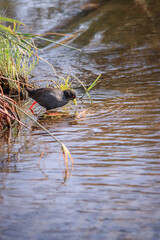 View of black crake (Zapornia flavirostra) walking around a lake, Kruger National Park, South Africa